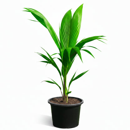 Coconut Palm, Cocos Nucifera