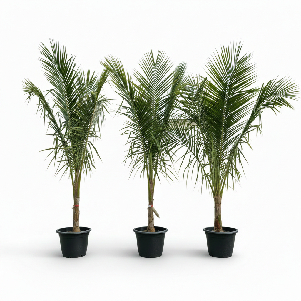 Coconut Palm, Cocos Nucifera