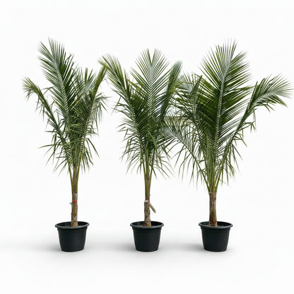 Coconut Palm, Cocos Nucifera