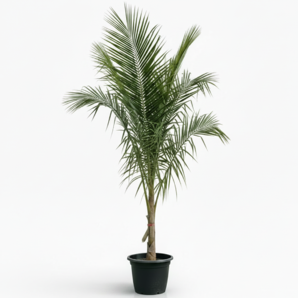 Coconut Palm, Cocos Nucifera