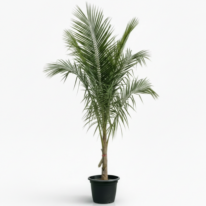 Coconut Palm, Cocos Nucifera