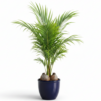 Coconut Palm, Cocos Nucifera