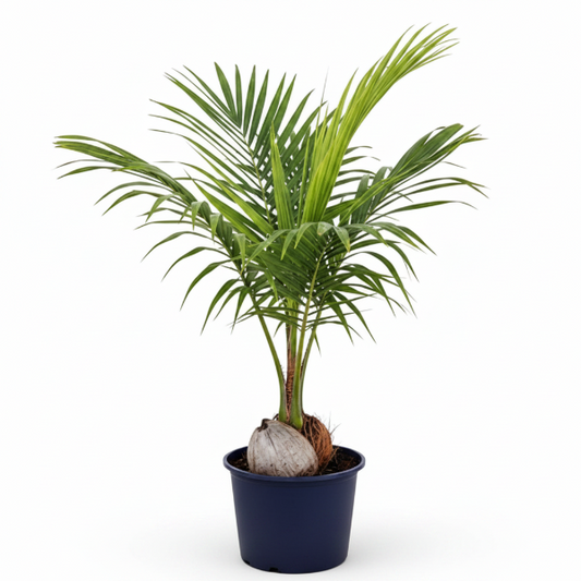 Coconut Palm, Cocos Nucifera