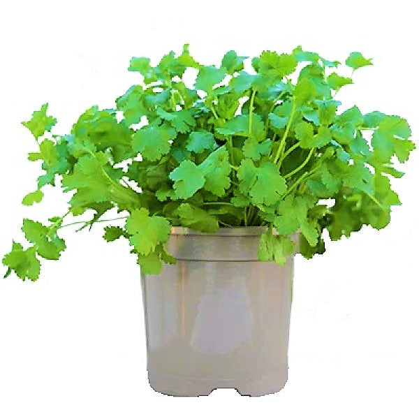 Coriander Plant, Chinese Parsley, Dhania ,Buy online Best and Healthy Plants and quality products guarantee in Dubai Plants Shop in Dubai Abu Dhabi all over UAE Plants near me Fresh Plants in Dubai where to buy plants in UAE
