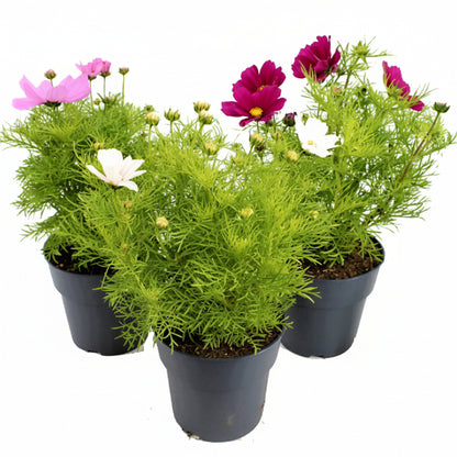 Cosmos Flowering Plant - www.Greenie.ae Buy online Best and Healthy Plants and quality products guarantee in Dubai Plants Shop in Dubai Abu Dhabi all over UAE Plants near me Fresh Plants in Dubai where to buy plants in UAE - Greenie.ae
