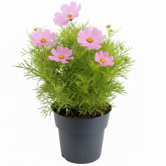 Cosmos Flowering Plant