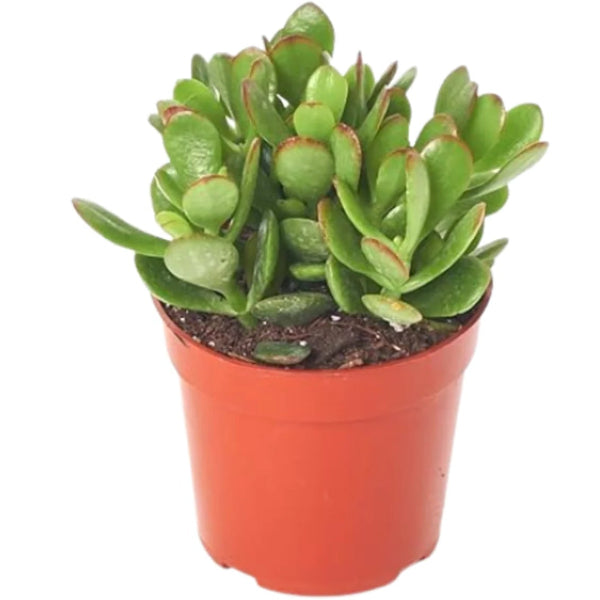 Crassula ovata Mini, Dollar Plant, Jade Plant