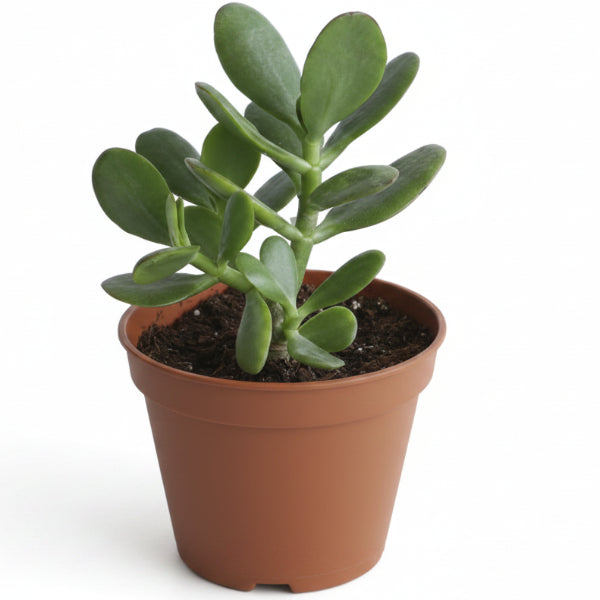 Money Tree, Crassula ovata, Dollar Plant, Jade Tree