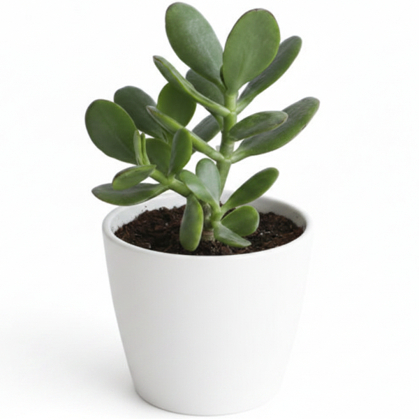 Money Tree, Crassula ovata, Dollar Plant, Jade Tree