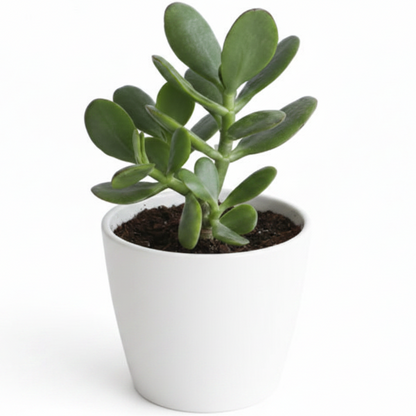 Money Tree, Crassula ovata, Dollar Plant, Jade Tree