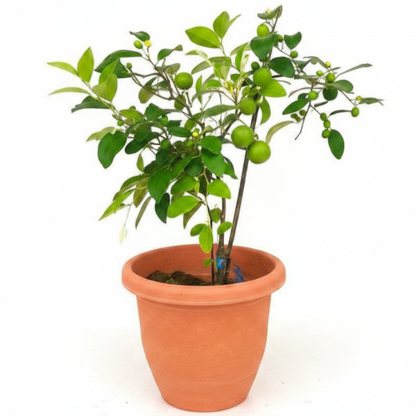 Ziziphus jujuba, Jujube Tree - Greenie.ae Dubai UAE Delivery Online Shop