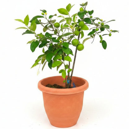 Ziziphus jujuba, Jujube Tree - Greenie.ae Dubai UAE Delivery Online Shop