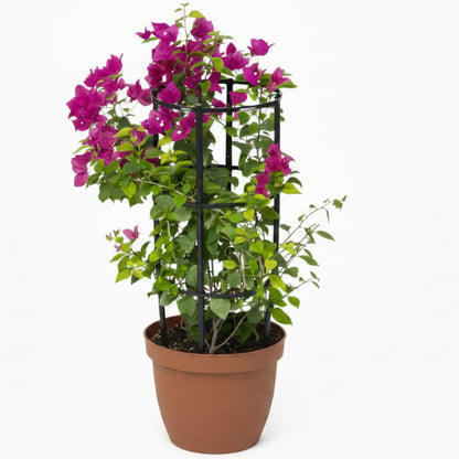 Great Bougainvillea, Bougainvillea Spectabilis
