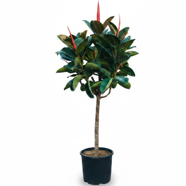 Ficus elastic Tree, Rubber Plant Tree