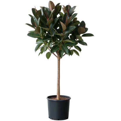 Ficus elastic Tree, Rubber Plant Tree