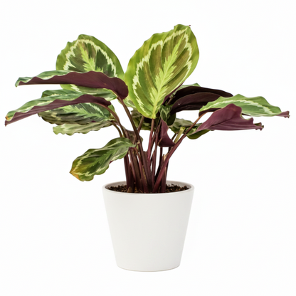 Calathea Medallion, Peacock Plant