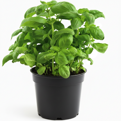 Ocimum Basilicum, Sweet Basil, Sweet Genovese - Greenie.ae Dubai UAE Delivery Online Shop