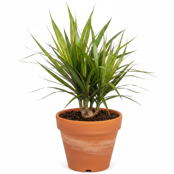 Dracaena Draco, Drago, Dragon Tree