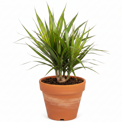 Dracaena Draco, Drago, Dragon Tree