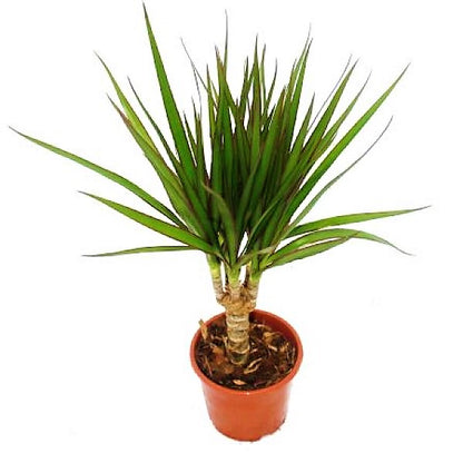 Dracaena Draco, Drago, Dragon Tree - www.Greenie.ae Buy online Best and Healthy Plants and quality products guarantee in Dubai Plants Shop in Dubai Abu Dhabi all over UAE Plants near me Fresh Plants in Dubai where to buy plants in UAE - Greenie.ae