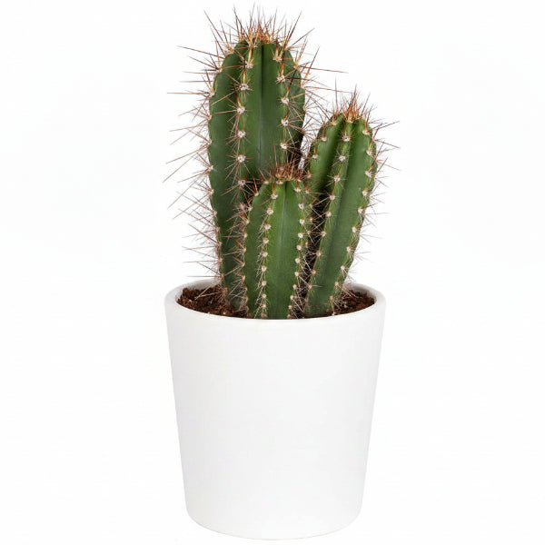 Pachy Cactus - Greenie.ae Dubai UAE Delivery Online Shop