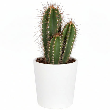 Pachy Cactus - Greenie.ae Dubai UAE Delivery Online Shop