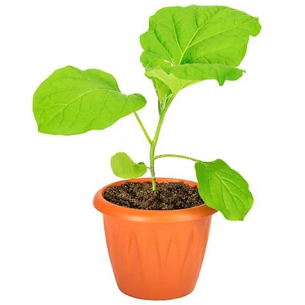 Egg Plant, Solanum Melongena - www.Greenie.ae Buy online Best and Healthy Plants and quality products guarantee in Dubai Plants Shop in Dubai Abu Dhabi all over UAE Plants near me Fresh Plants in Dubai where to buy plants in UAE - Greenie.ae