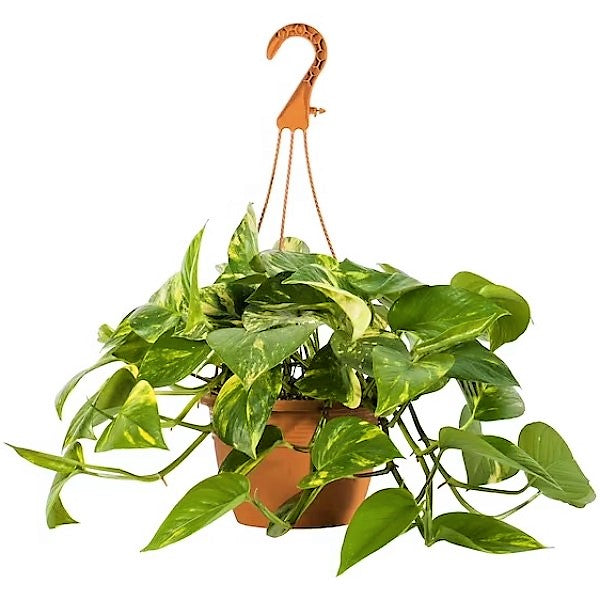 Money Plant, Epipremnum Aureum, Hanging - www.Greenie.ae Buy online Best and Healthy Plants and quality products guarantee in Dubai Plants Shop in Dubai Abu Dhabi all over UAE Plants near me Fresh Plants in Dubai where to buy plants in UAE - Greenie.ae