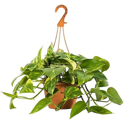 Money Plant, Epipremnum Aureum, Hanging - www.Greenie.ae Buy online Best and Healthy Plants and quality products guarantee in Dubai Plants Shop in Dubai Abu Dhabi all over UAE Plants near me Fresh Plants in Dubai where to buy plants in UAE - Greenie.ae