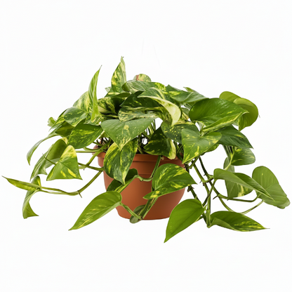 Money Plant, Epipremnum Aureum (small)