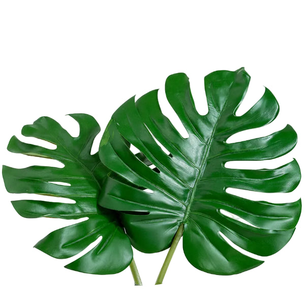Swiss Cheese Plant, Monstera Deliciosa , The Hurricane