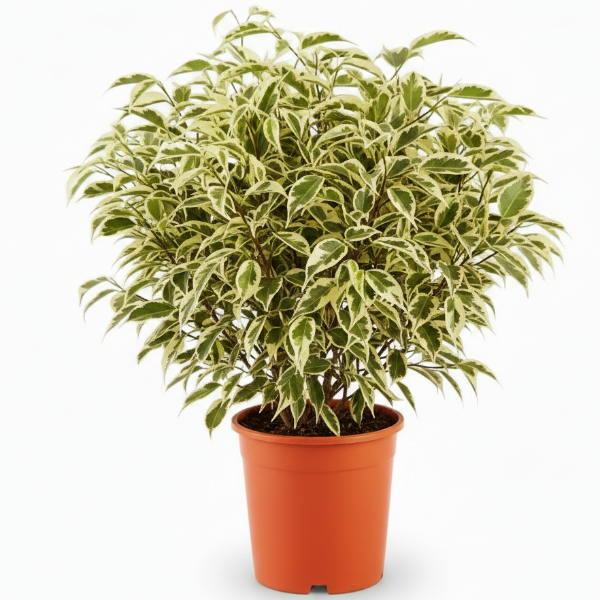 Ficus benjamina variegata, Variegated Weeping Fig