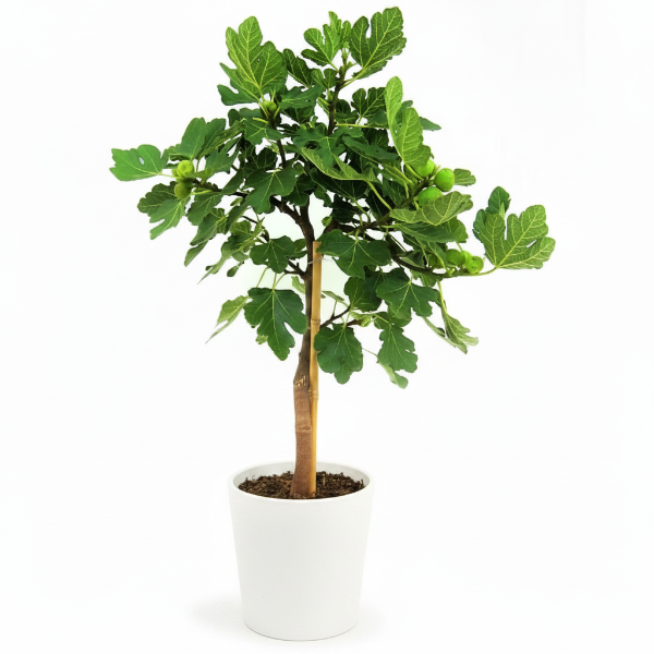 Fig Tree, Ficus Carica