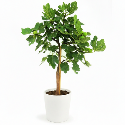 Fig Tree, Ficus Carica