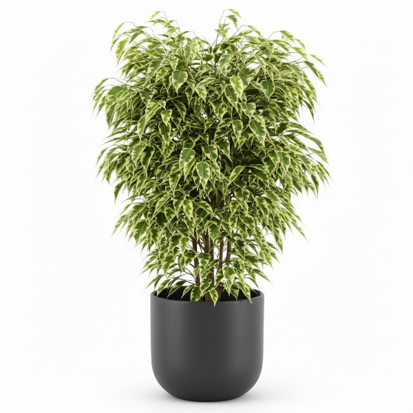 Ficus benjamina variegata, Variegated Weeping Fig