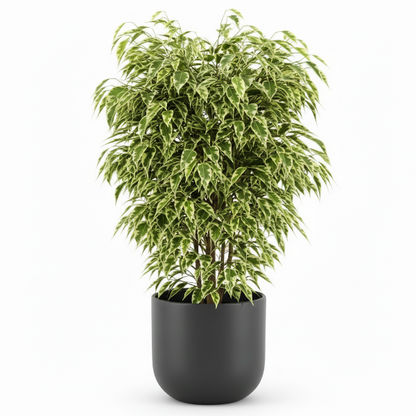 Ficus benjamina variegata, Variegated Weeping Fig