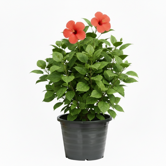 Sinensis Red, Hibiscus Rosa