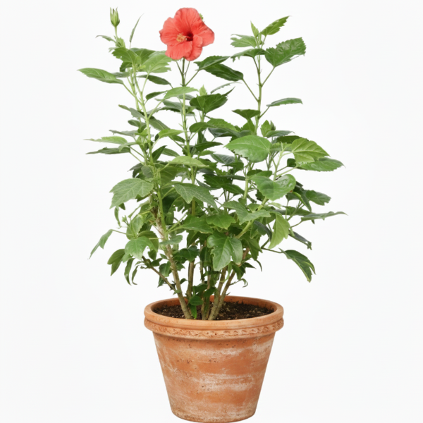 Potted plant with a red flower on a white background