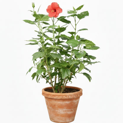 Potted plant with a red flower on a white background