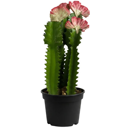 Euphorbia Trigona, African Milk Tree, Trigona Rubra