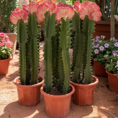 Euphorbia Trigona, African Milk Tree, Trigona Rubra