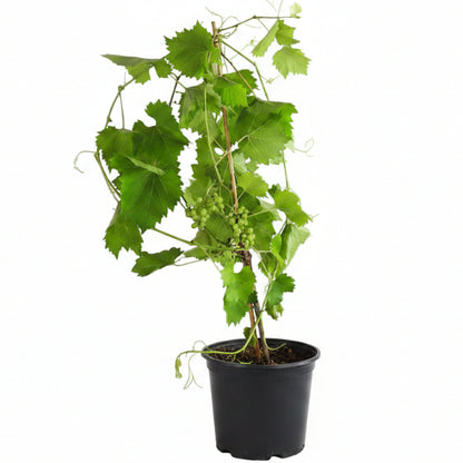 Grapes Vine, Vitis Vinifera