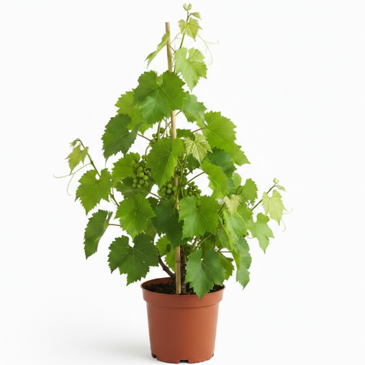 Grapes Vine, Vitis Vinifera