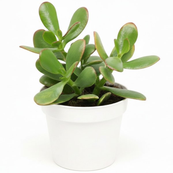 Money Tree, Crassula ovata, Dollar Plant, Jade Tree