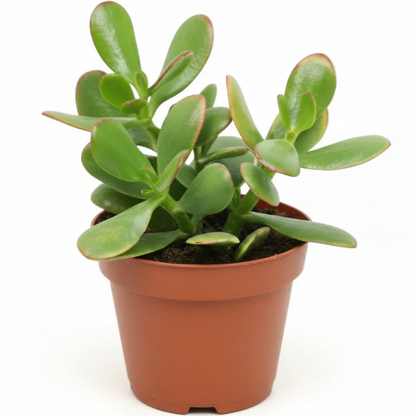 Money Tree, Crassula ovata, Dollar Plant, Jade Tree