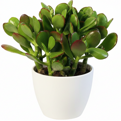 Money Tree, Crassula ovata, Dollar Plant, Jade Tree