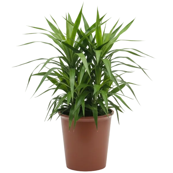 Yucca Desmetiana, Blue Boy