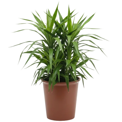Yucca Desmetiana, Blue Boy