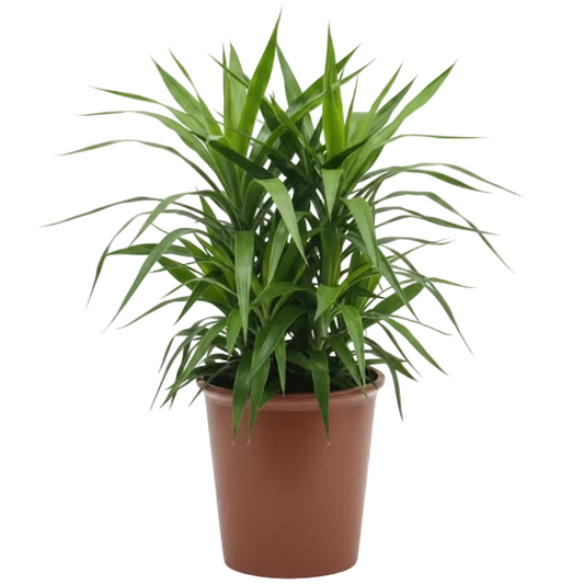 Yucca Desmetiana, Blue Boy