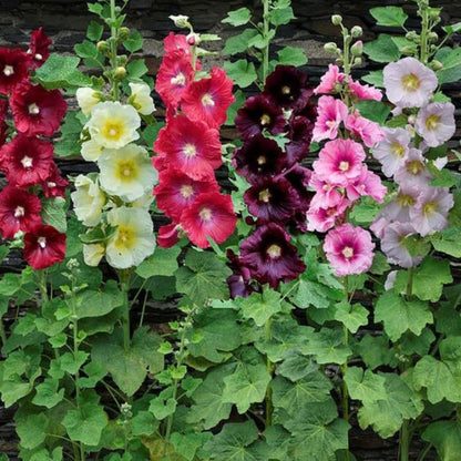 Hollyhocks Flower Plant, Alcea